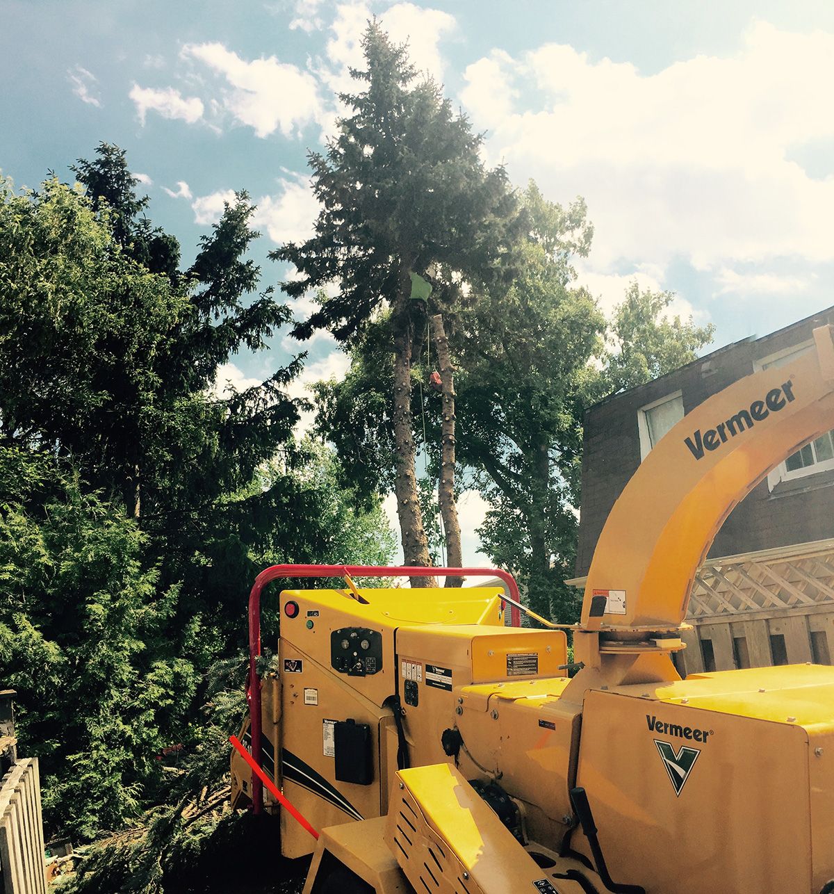 Tree Removal Services GTA